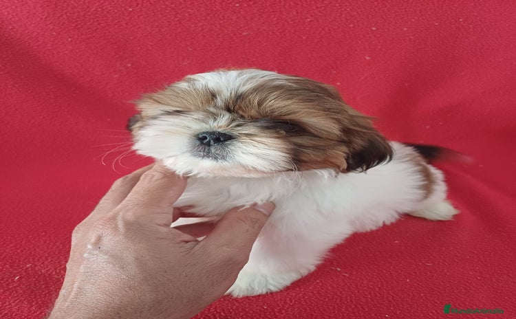 Shih Tzu perros - Anuncio 1