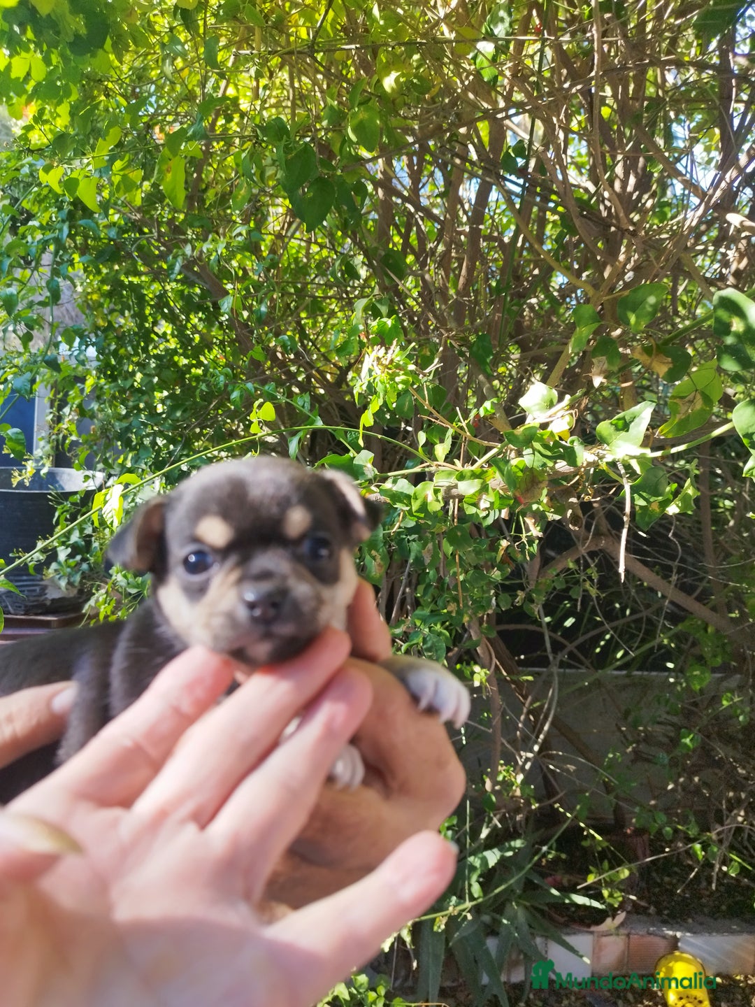 Chihuahua perros en venta: CHIHUAHUAS EXCLUSIVOS - Anuncio 7