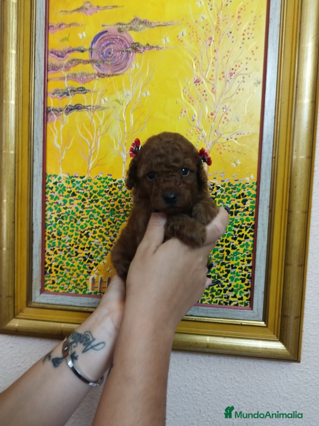 Caniche Toy perros en venta: CANICHES TOYS CALIDAD Y SELECCIÓN  - Imagen 15