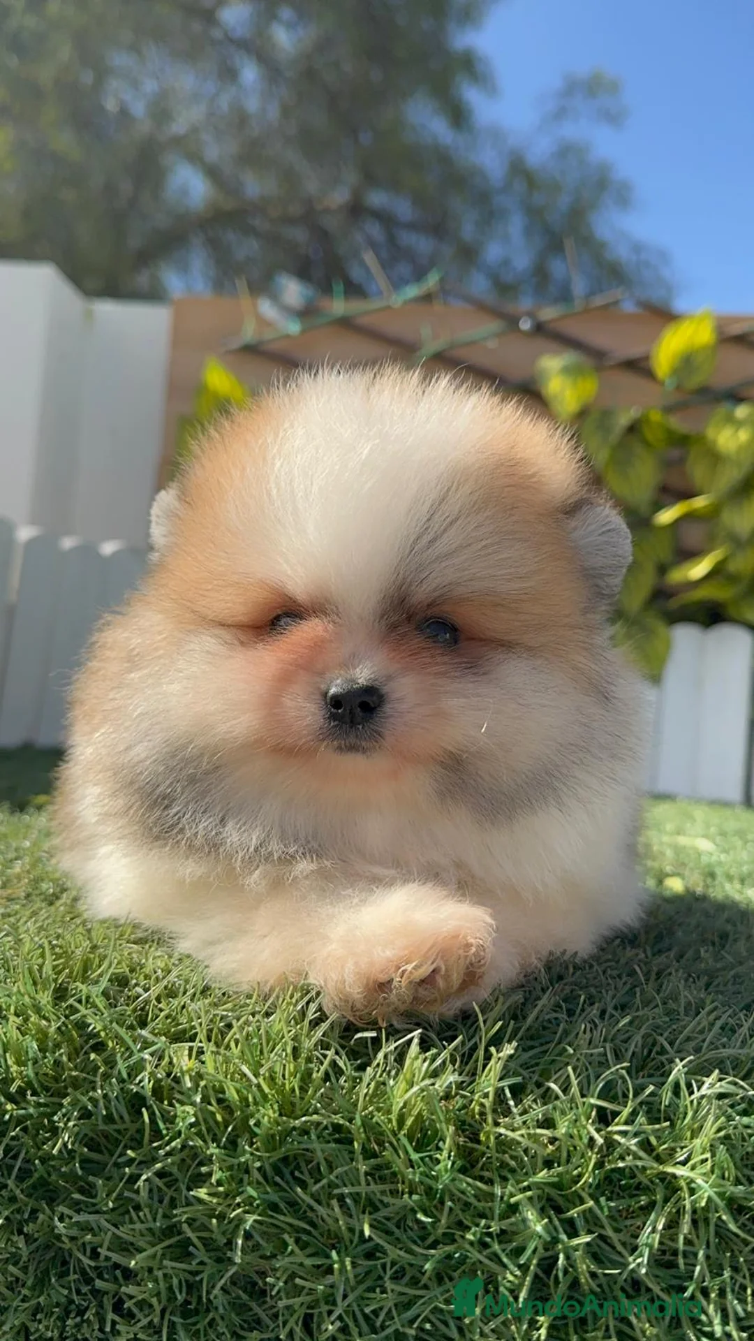 Pomerania perros en venta: POMERANIA - Anuncio 12