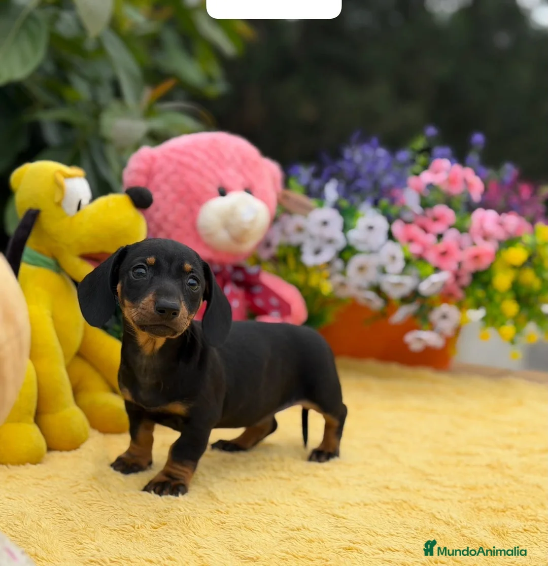 Teckel Miniatura perros en venta: Teckel miniatura  - Anuncio 4