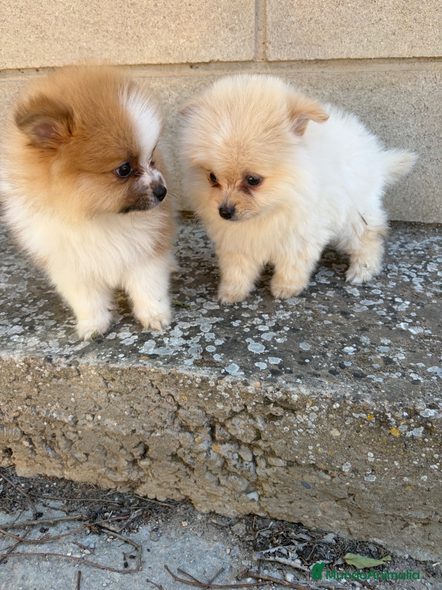 Pomerania perros POMERANIA MACHO mini bicolor  - Anuncio 33