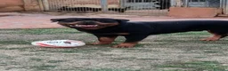 Rottweiler perros en venta: Cachorros padres Alemanes mejores líneas mundiales - Anuncio 13