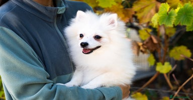 Pomerania perros Último Pomerania macho disponible!  - Anuncio 1