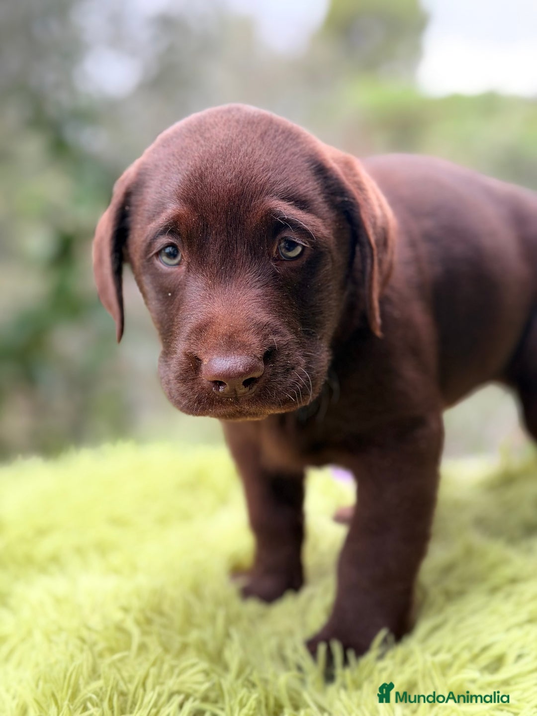Labrador Retriever perros en venta: Labrador chocolate  - Anuncio 3