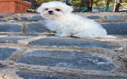 Bichón Maltés perros en venta: Bichon maltés toy macho listo para entregar!! - Imagen 5
