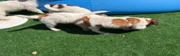 Jack Russell Terrier perros en venta: Jack terrier  - Anuncio 4