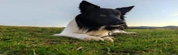 Border Collie perros para monta: Border collie macho para monta en Guipúzcoa - Anuncio 3