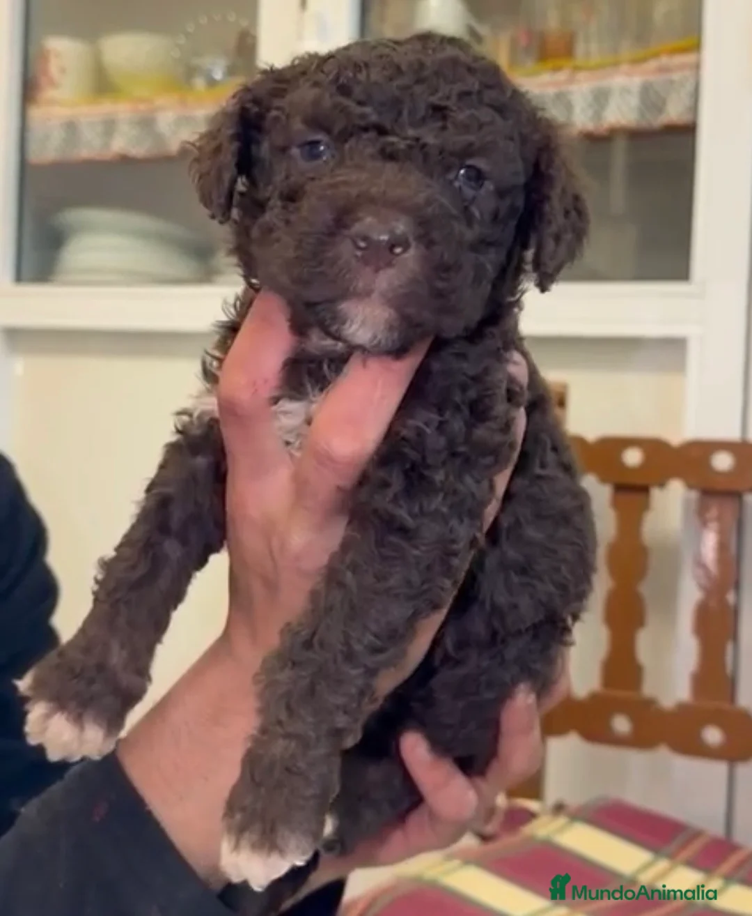 Perro de Agua Español perros en venta: Perros de agua disponibles para entregar ya en Sevilla - Anuncio 7