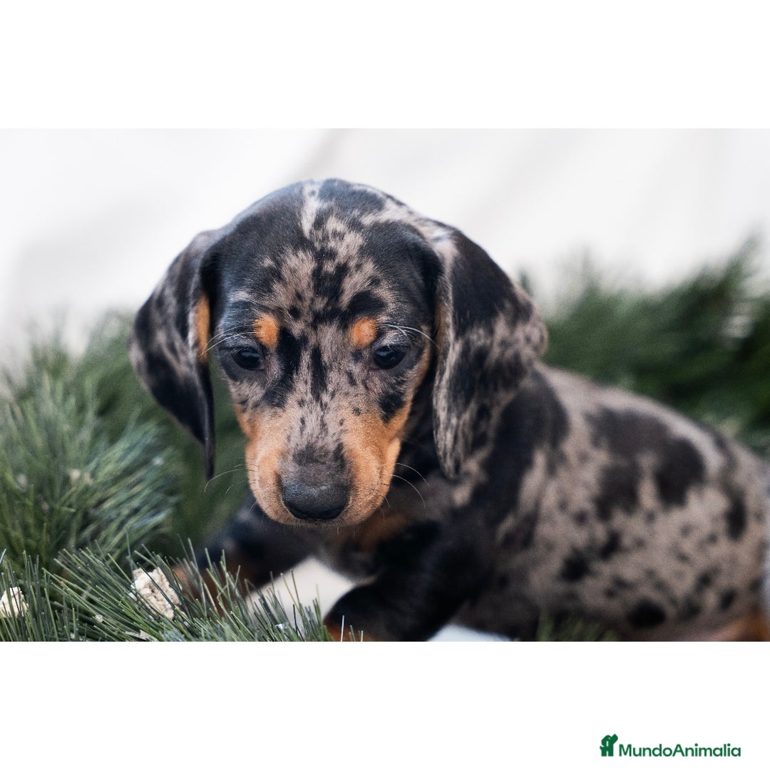 Teckel Miniatura perros en venta: Camada de Teckel miniatura 💙 - Anuncio 16