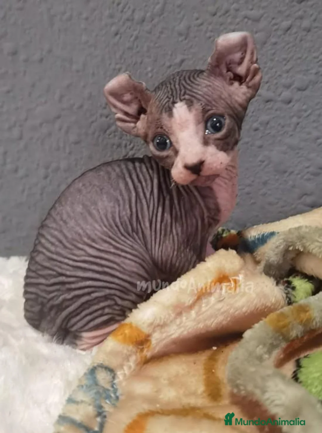 Imagen de galería {{count}}