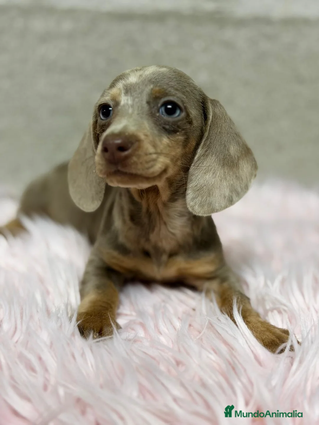 Teckel Miniatura perros en venta: TECKEL ARLEQUIN ISABELLA - Anuncio 3