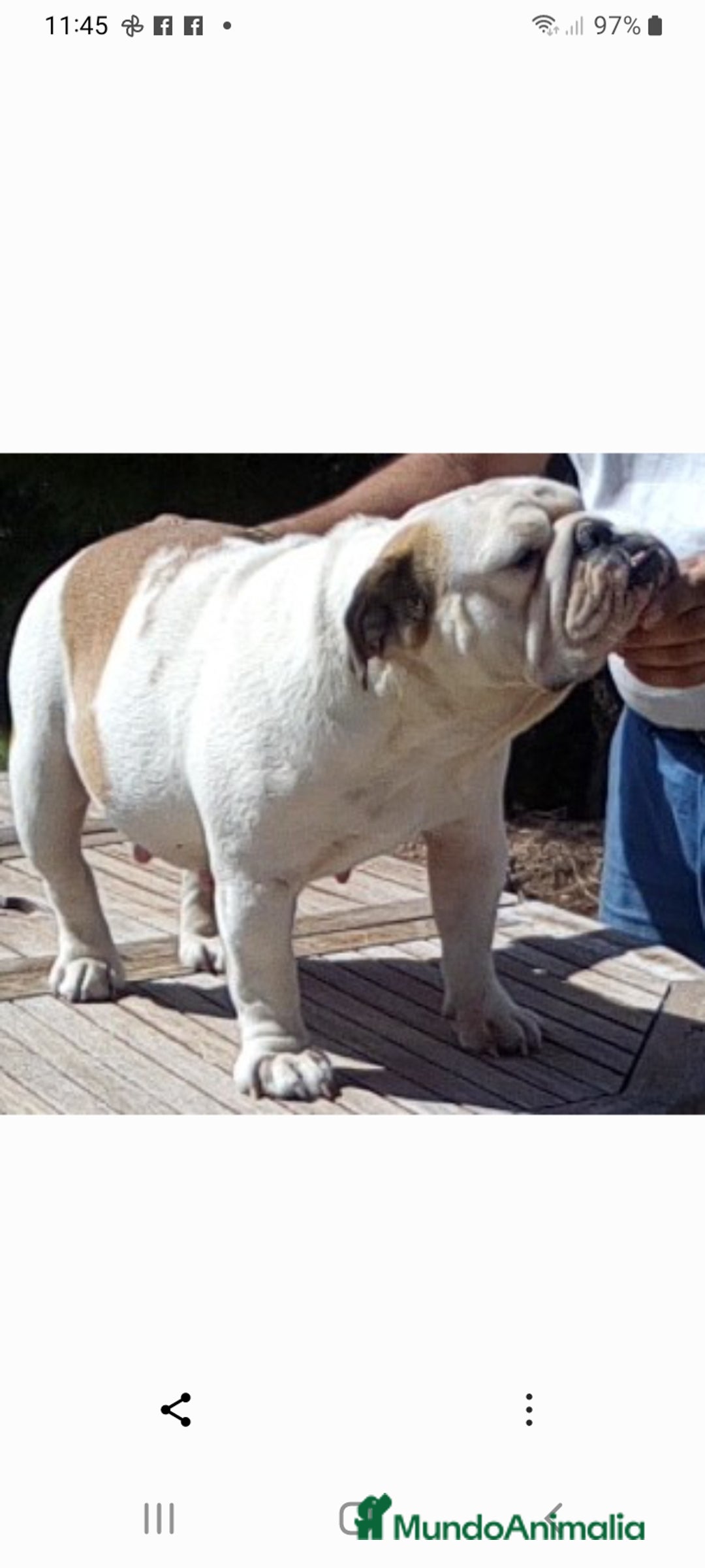 Bulldog Inglés perros en venta: Hembra bulldog ingles - Anuncio 1