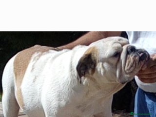 Bulldog Inglés perros Hembra bulldog ingles - Anuncio 1