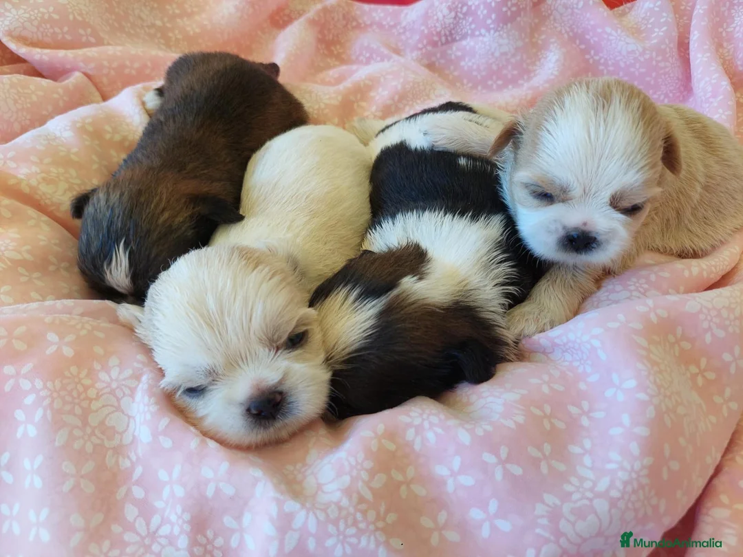 Shih Tzu perros en venta: Shih tzu - Anuncio 2