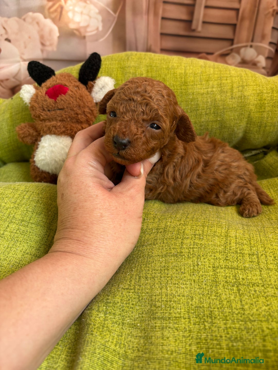 Caniche Toy perros en venta: Caniche toy rojo  - Anuncio 4