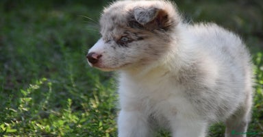 Border Collie perros - Propaganda 16