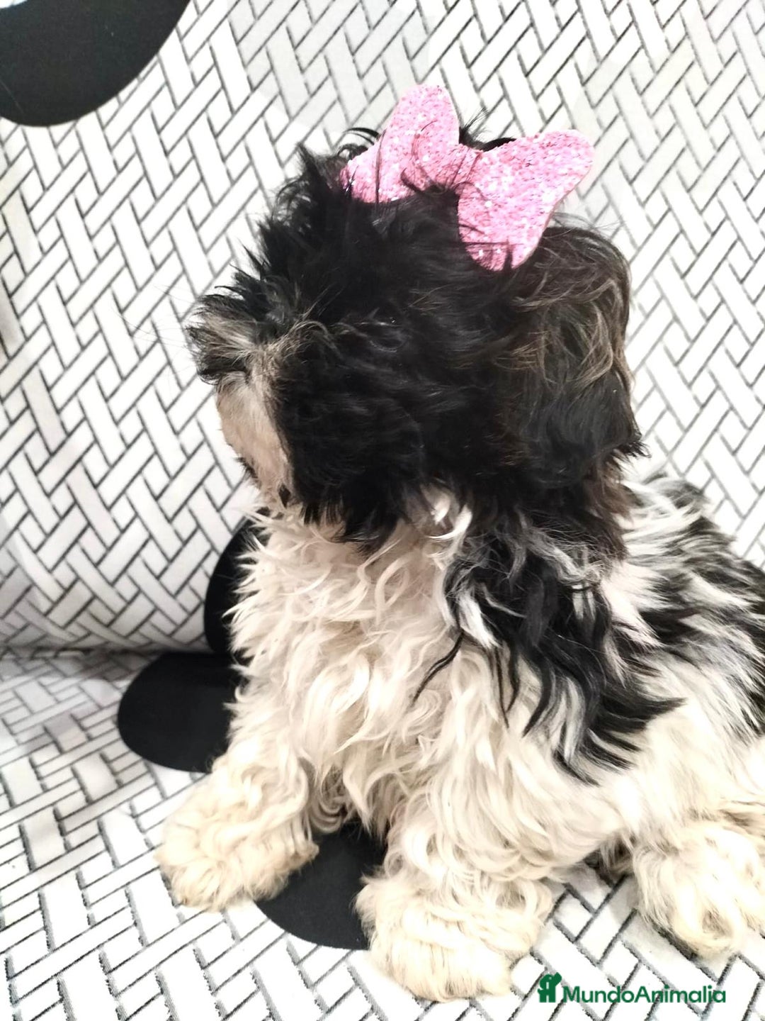 Shih Tzu perros en venta: Shih tzu macho y hembra disponible!! - Anuncio 5