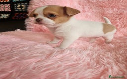 Chihuahua perros en venta: Chihuahua miniatura  - Imagen 5