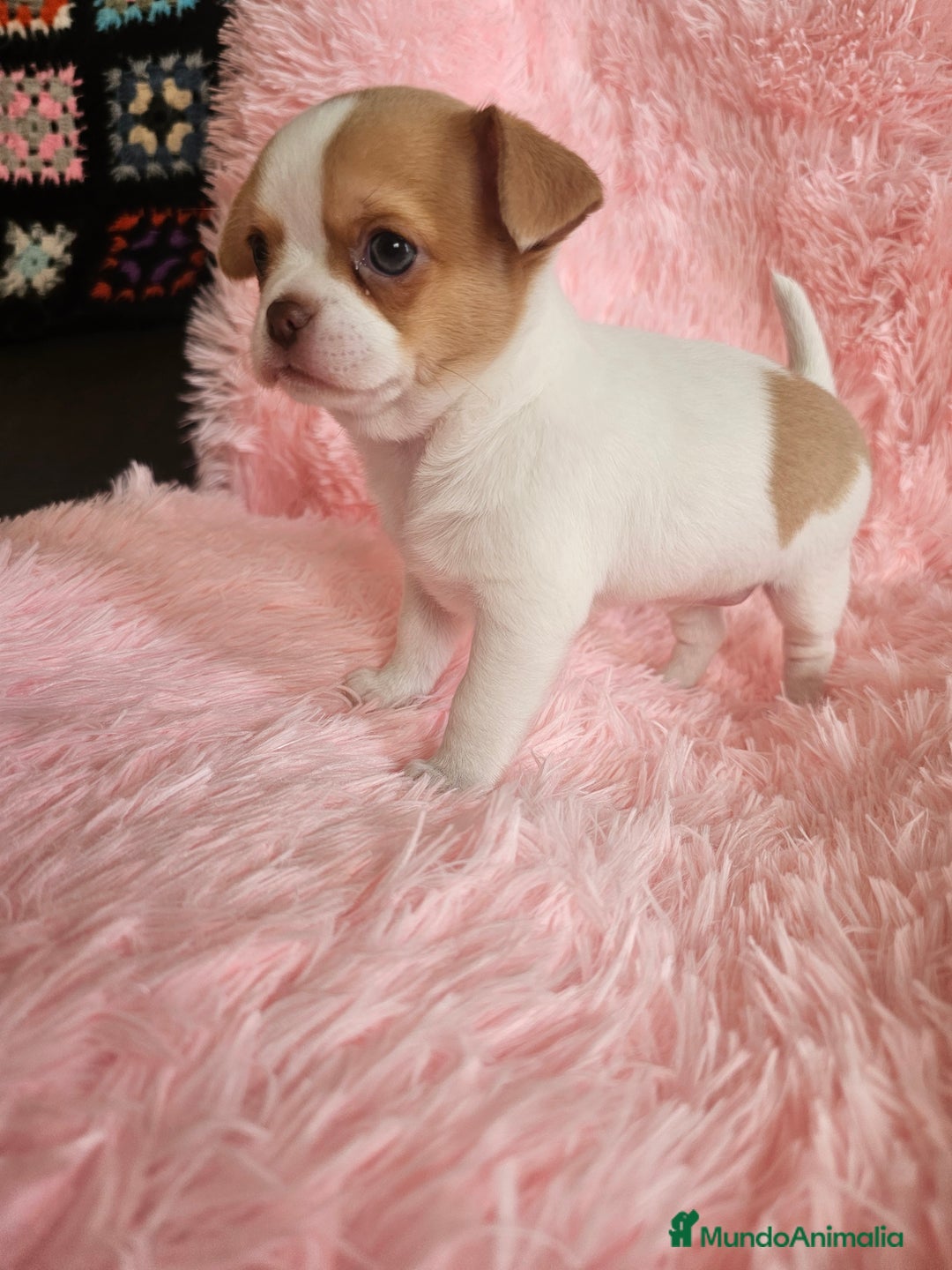 Chihuahua perros en venta: Chihuahua miniatura  - Imagen 5