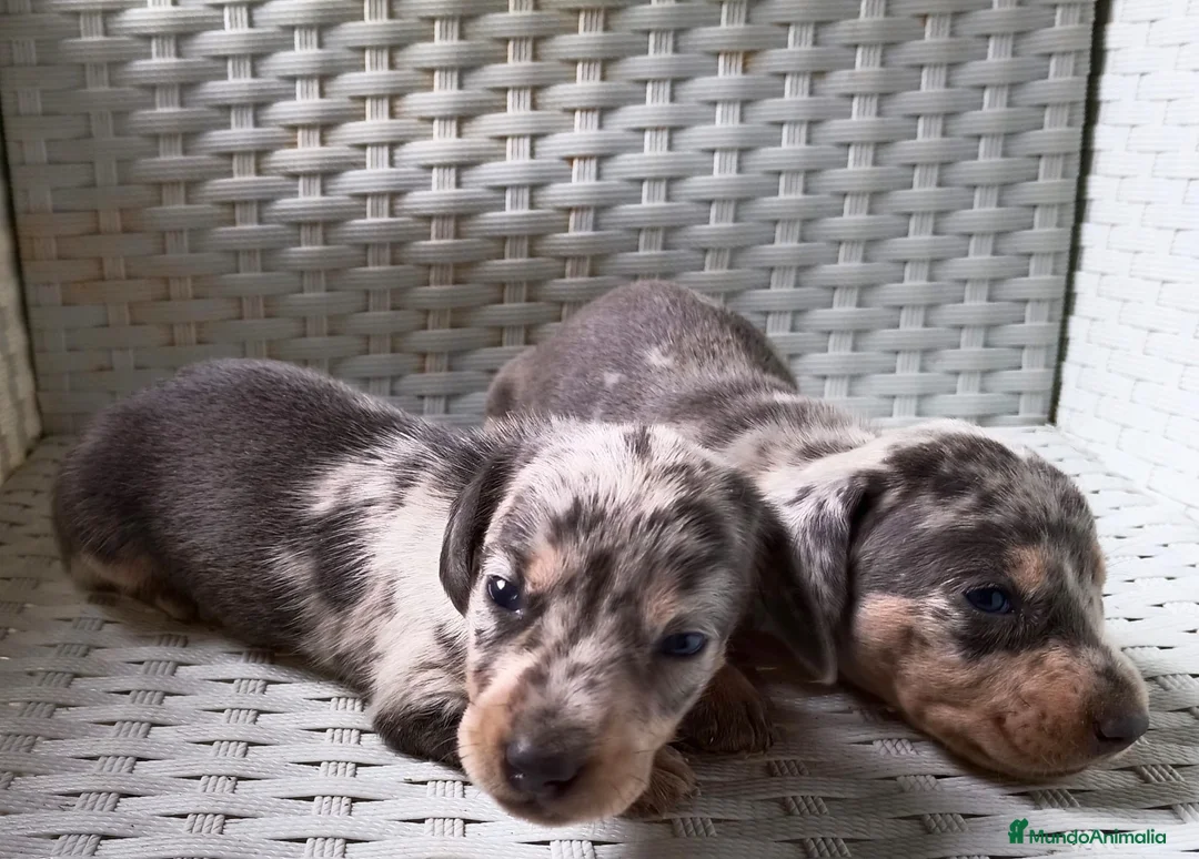 Teckel Miniatura perros en venta: CACHORROS ARLEQUIN CHOCOLATE  en Barcelona - Anuncio 1