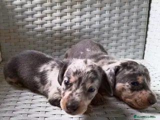 Teckel Miniatura perros CACHORROS ARLEQUIN CHOCOLATE en Barcelona - Anuncio 1