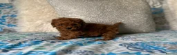 Caniche Toy perros en venta: Caniche Toy hembra (líneas asiáticas ) - Anuncio 4