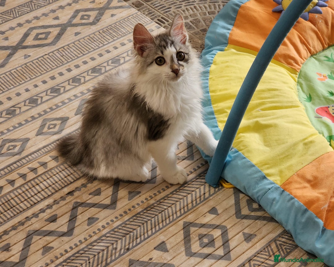 Kurilean Bobtail de Pelo Largo gatos en venta: Kurilian Macho - Anuncio 5