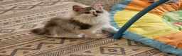 Kurilean Bobtail de Pelo Largo gatos en venta: Kurilian Macho - Anuncio 5