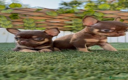 Chihuahua perros en venta: CHIHUAHUA CHOCOLATE & TAN - Imagen 25