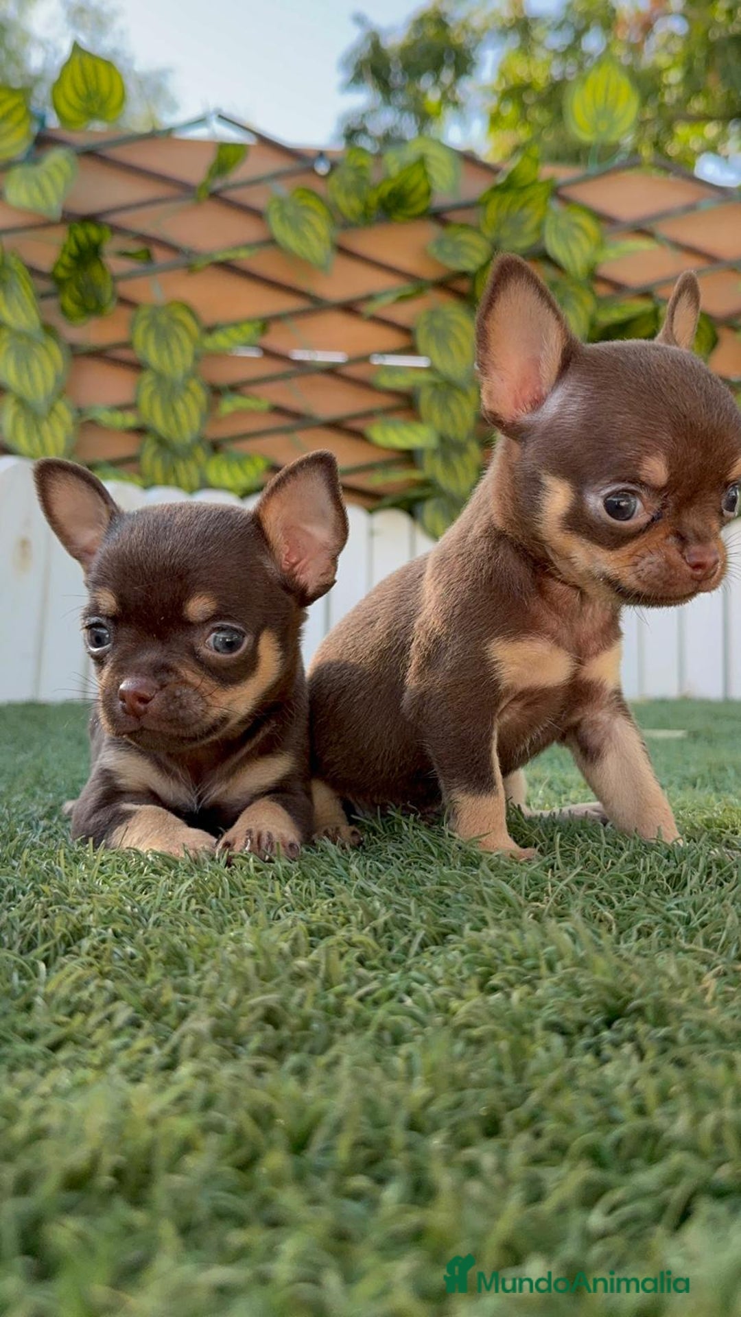 Chihuahua perros en venta: CHIHUAHUA CHOCOLATE & TAN - Imagen 25