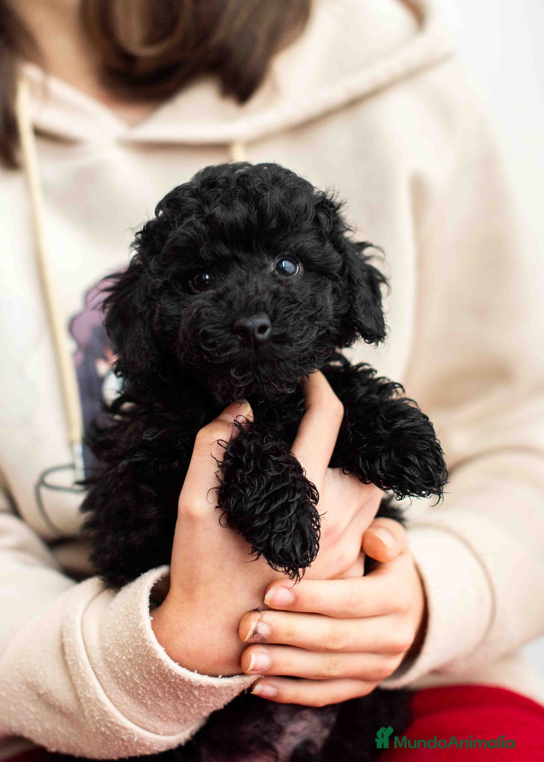 Caniche Toy perros en venta: Caniches negros - Anuncio 15