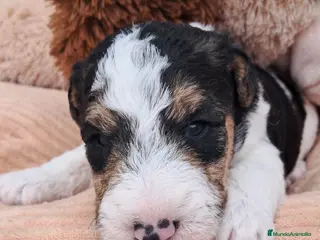 Fox Terrier de Pelo Duro perros Bebés Foxterrier - Anuncio 1