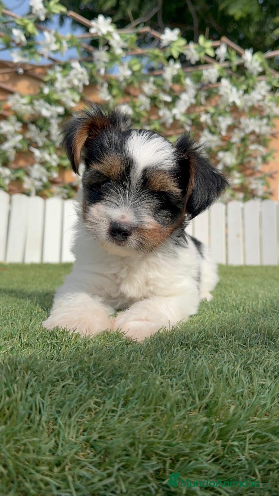 Yorkshire Terrier perros YORKSHIRE BIEWER - Anuncio 9