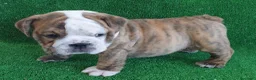 Bulldog Inglés perros en venta: BULLDOG INGLÉS - Anuncio 11