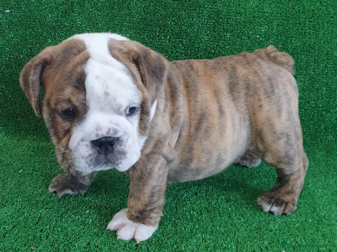 Bulldog Inglés perros en venta: BULLDOG INGLÉS - Anuncio 11