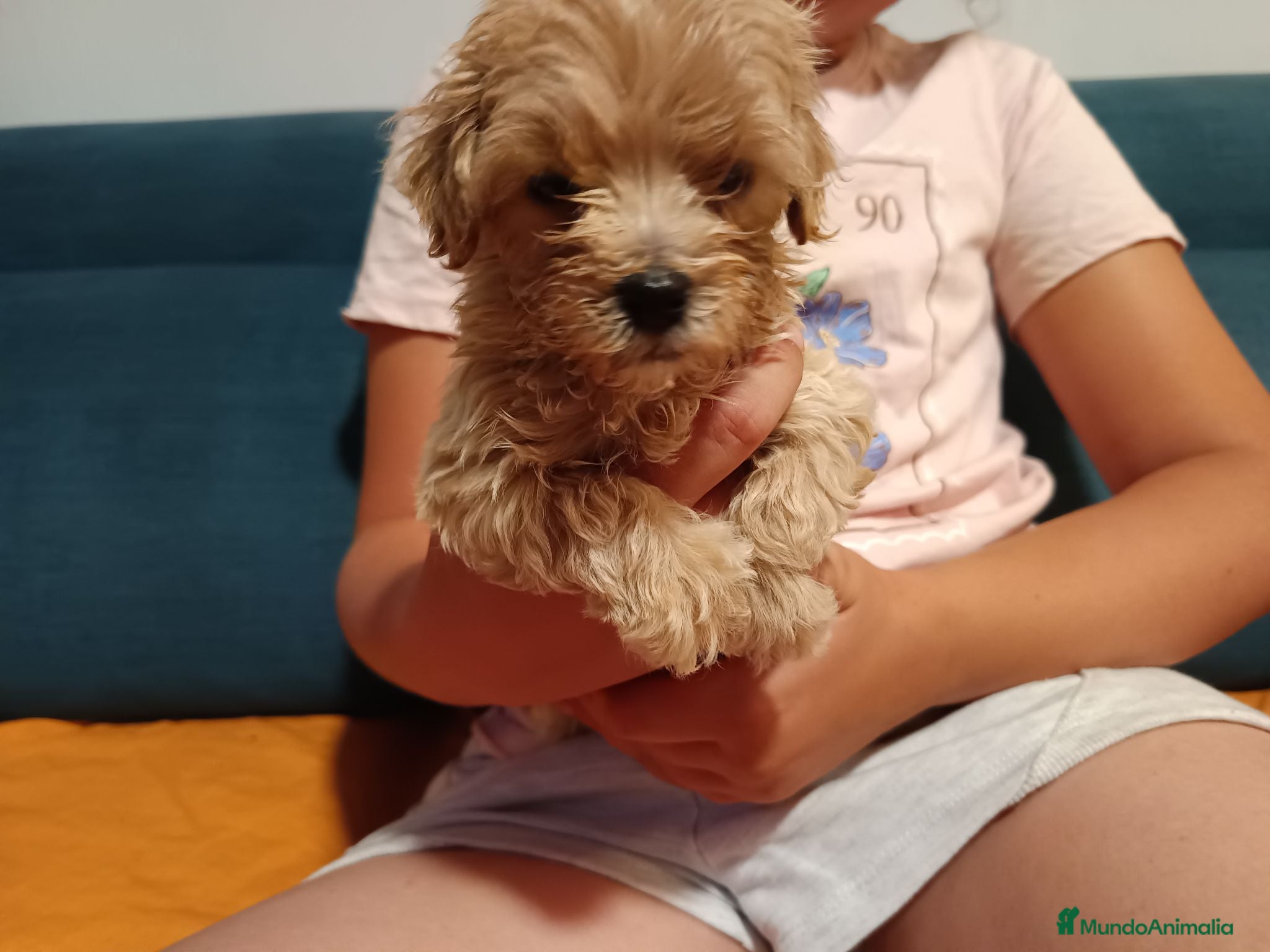 Maltipoo perros Maltipoo de excelente calidad  - Anuncio 2