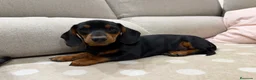 Teckel Miniatura perros en venta: Teckel miniatura Madrid listo para entregar  - Anuncio 3