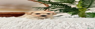 Maltipoo 1