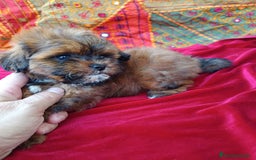 Maltipoo perros en venta: Maltipoo en Cádiz - Imagen 14