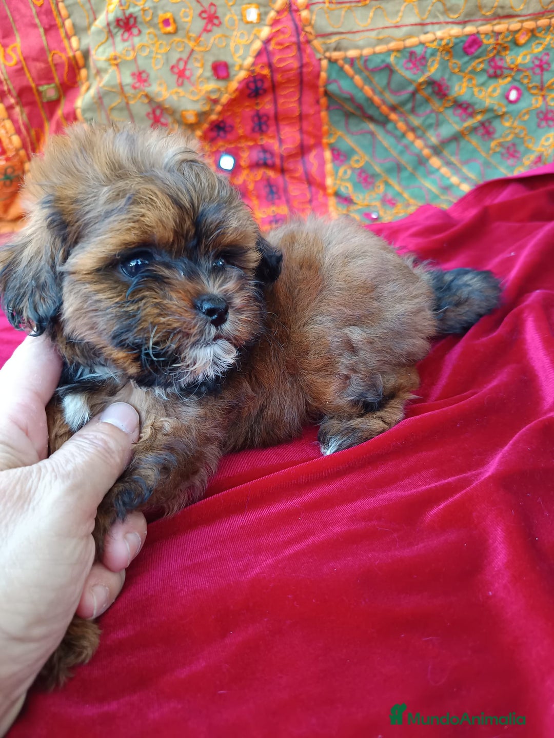 Maltipoo perros en venta: Maltipoo en Cádiz - Imagen 14
