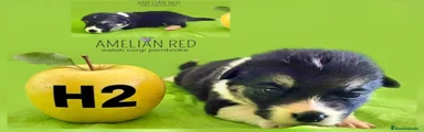Welsh Corgi Pembroke 4