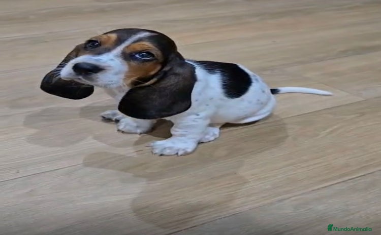 Basset Hound perros - Anuncio 2