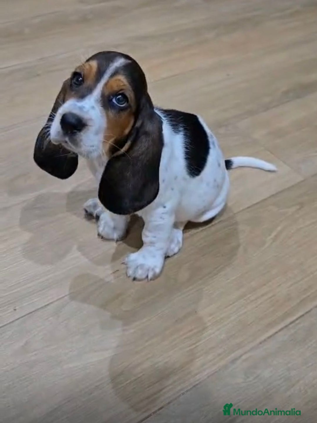 Basset Hound perros en venta: Preciosos sabuesos - Imagen 1