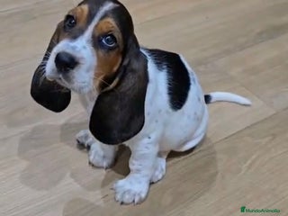 Basset Hound perros - Anuncio 29