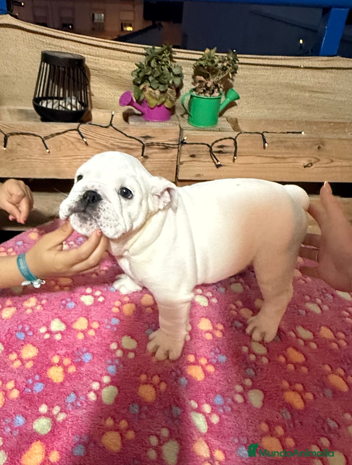 Bulldog Inglés perros Bulldog ingles calidad  - Anuncio 2