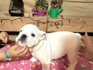 Bulldog Inglés perros Bulldog ingles calidad - Anuncio 2