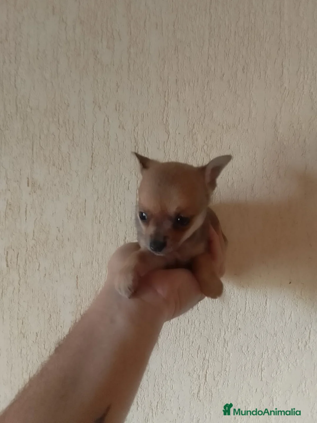 Chihuahua perros en venta: Chihuahua - Anuncio 2