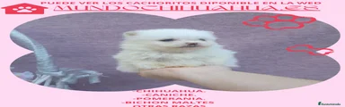 Pomerania 8