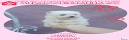 Pomerania perros en venta: IMPRECIOSNANTES CACHORRITOS DE POMERANIAS - Anuncio 7
